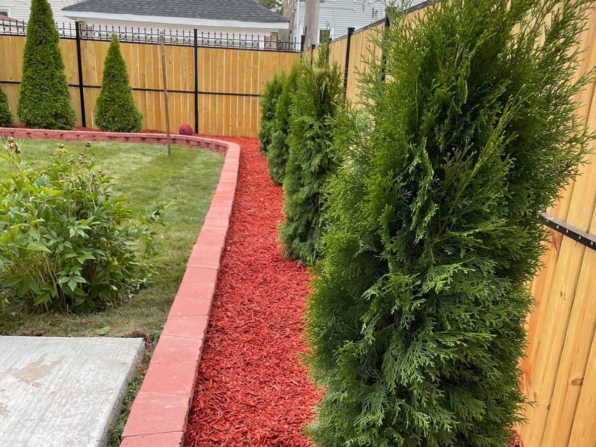 planted trees with red mulch